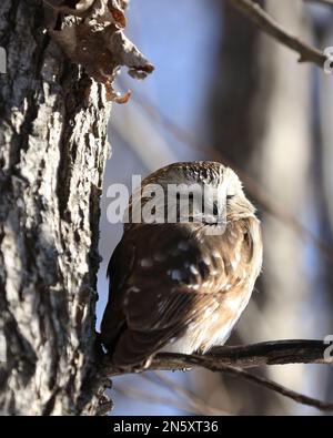 Nord ha visto la civetta Owl Foto Stock