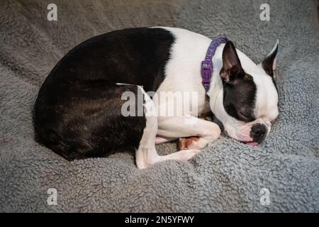 Il cane Boston Terrier si accorcizzò addormentato su un cuscino grigio del divano Foto Stock