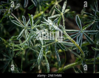 Foglie di Lupin ricoperte di Frost mattina Foto Stock