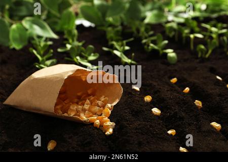 Sacchetto di carta con semi di mais sul terreno. Vegetali che crescono Foto Stock