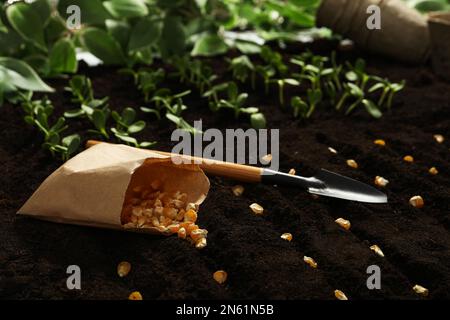 Sacchetto di carta con semi di mais sul terreno. Vegetali che crescono Foto Stock