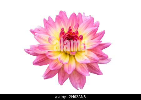 Bella rosa Dahlia fiore pianta isolata Foto Stock