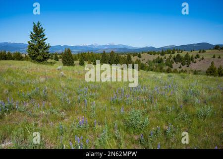 Un paesaggio della Big Butte Open Space Recreation Area che mostra fiori selvatici, alberi e montagne innevate all'orizzonte durante una mattinata estiva. Foto Stock