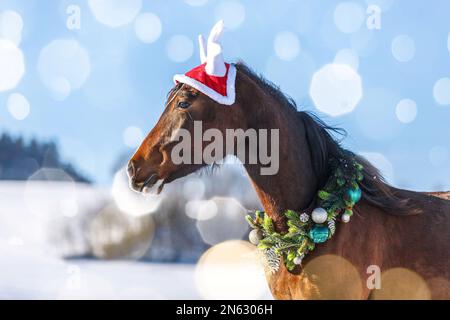 Ritratto di un cavallo arabo x berbero bruno baia che indossa una corona di natale e un cappello antler di fronte ad un paesaggio invernale rurale innevato all'aperto Foto Stock