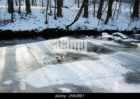 Airone solitario su un fiume ghiacciato nella foresta invernale. Foto Stock