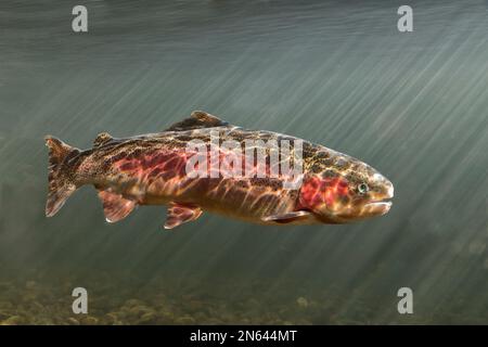 Trota arcobaleno femminile 'Oncorhynchus mykiss', raggi solari penetranti in acqua, Centro di conservazione, Branson, Missouri. Foto Stock