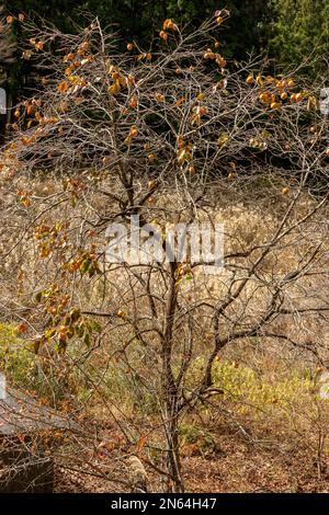 Albero di persimmon selvatico (Diospyros kaki) in autunno, vicino al villaggio di Nagoro, Valle di Iya, Giappone Foto Stock