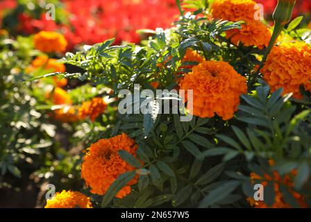 Bella vista di fiori di palustma all'aperto nelle giornate di sole Foto Stock