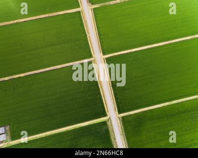 Campo di riso, schema a scacchi, antenna del drone, Yokote City, Akita, Tohoku, Giappone, Asia orientale, Asia Foto Stock
