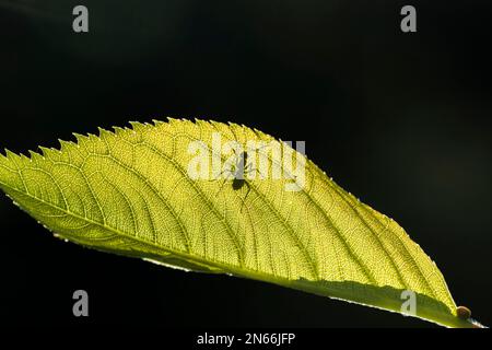 Formica silhouette su foglia, mattina rugiada, l'erba, giardino, campo, Città di Yokote, Akita, Tohoku, Giappone, Asia orientale, Asia Foto Stock