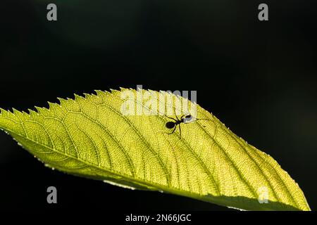 Formica silhouette su foglia, mattina rugiada, l'erba, giardino, campo, Città di Yokote, Akita, Tohoku, Giappone, Asia orientale, Asia Foto Stock