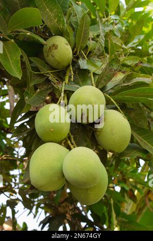 Fresco mango verde su un albero di mango. Mango giovane. Foto Stock