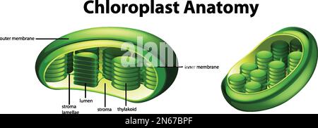 Diagramma che mostra l'illustrazione dell'anatomia del cloroplasto Illustrazione Vettoriale