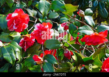Rosa striscia caramella camelia japonica fiore in fiore Foto Stock
