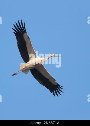 Vista verticale di una cicogna orientale (Ciconia boyciana), in volo, cielo blu, Riserva Naturale mai po, nuovi territori, Hong Kong, Cina 20 Gen 2023 Foto Stock