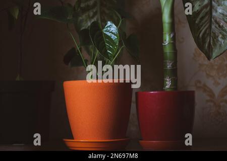 Piante di casa in vaso su sfondo scuro. Vasi di ceramica rosso arancio per  la coltivazione di fiori in un giardino di casa. Foglie di antanio a forma di  cuore verde. Amore