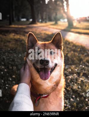 Ritratto di Shiba Inu Foto Stock