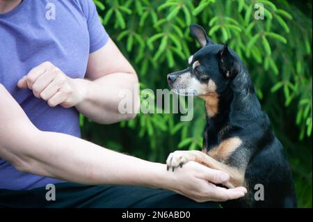 Cane che gioca con un uomo, il concetto di amicizia e amore di persone con cani Foto Stock