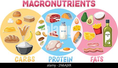 Diagramma dei macronutrienti con illustrazione degli ingredienti alimentari Illustrazione Vettoriale