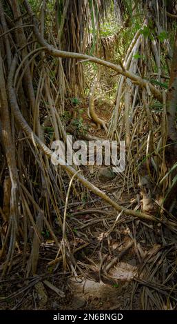Sentiero forestale passato attraverso viti e radici di alberi sotto verde fogliame Foto Stock
