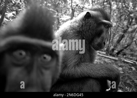 Due individui di macaco soldato (Macaca nigra) sono fotografati nella Riserva Naturale di Tangkoko, Nord Sulawesi, Indonesia. Foto Stock