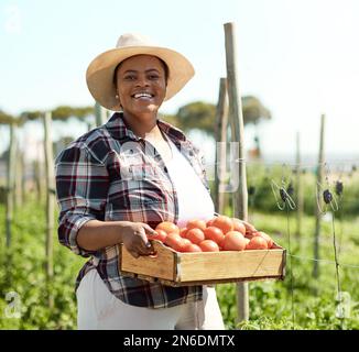 Ritratto di un agricoltore che porta una cassa di pomodori. Giovane agricoltore che raccoglie pomodori freschi. Agricoltore americano africano che detiene una scatola di pomodori. Coltivatore Foto Stock