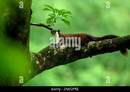 Uno scoiattolo gigante nero o uno scoiattolo gigante malese (Ratufa bicolore) poggiato su uno spesso ramo muscoloso di un albero di cotone di seta Foto Stock