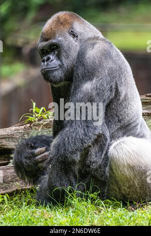 Silverback West Lowland gorilla allo Zoo Atlanta vicino al centro di Atlanta, Georgia. (USA) Foto Stock