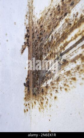 Particolare di vecchio muro di metallo abbandonato e fatiscente, sporco Foto Stock