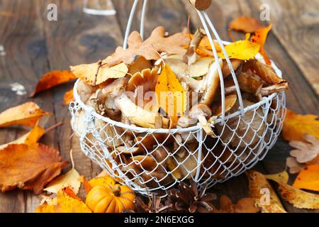 Cesto di funghi miele d'autunno, funghi Armillaria melea con foglie d'autunno essiccate Foto Stock