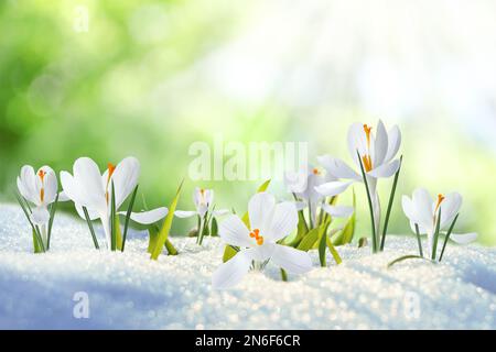 Splendidi cocci che crescono attraverso la neve all'aperto nelle giornate di sole. Prima primavera fiori Foto Stock