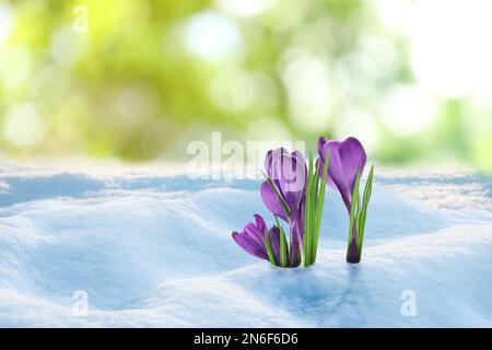 Splendidi cocci che crescono attraverso la neve all'aperto nelle giornate di sole. Prima primavera fiori Foto Stock