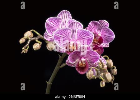 gruppo di fiori di orchidea di falenopsis viola e bianco a strisce su sfondo nero che mostra un certo numero di gemme Foto Stock