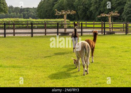 Un grazioso marrone, bianco e marrone chiaro con alpaca bianca due alpaca vista da dietro su un prato verde erboso. Curiosi animali divertenti sul prato, indossare un Foto Stock