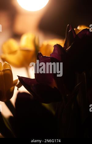 Vista su tulipani gialli e viola alla luce di una lampada in camera Foto Stock
