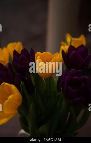 Vista sui tulipani viola e gialli nel giardino Foto Stock