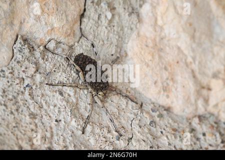 Tarantola che si prende cura della sua covata, madre che porta giovane sulla schiena, famiglia, tarantola sul muro di casa, ragno lupo (Licosidae) Andalusia, Spagna Foto Stock