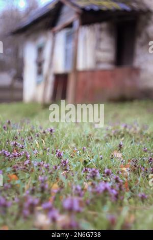 Primo piano deadnettle pianta copertura di terra vicino casa concetto foto Foto Stock