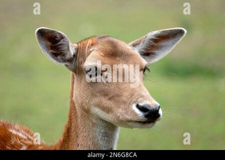 Daino (Dama dama), femmina, ritratto, prigioniero, Renania settentrionale-Vestfalia, Germania Foto Stock