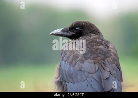 Carrion Crow (Corvus corone), giovani, Bottrop, Ruhr, Renania settentrionale-Vestfalia, Germania Foto Stock