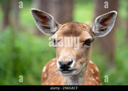 Daino (Dama dama), femmina, ritratto, prigioniero, Renania settentrionale-Vestfalia, Germania Foto Stock