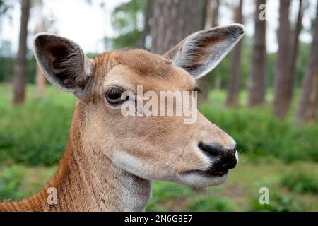 Daino (Dama dama), femmina, ritratto, prigioniero, Renania settentrionale-Vestfalia, Germania Foto Stock