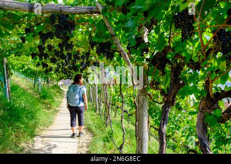 Escursionisti, anziani sulla Tschermser Waalweg, nei pressi di Marling, Burggrafenamt, Alto Adige, Italia Foto Stock