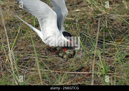 Terna artica (Sterna paradisaea) e frizione con uova, spalmare ali, estate, stagione di riproduzione, Islanda Foto Stock