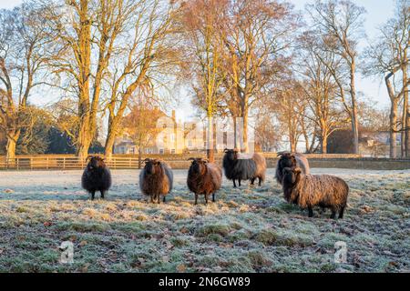 Pecore delle Ebridi in un campo gelido subito dopo l'alba. Cotswolds, Oxfordshire, Inghilterra Foto Stock