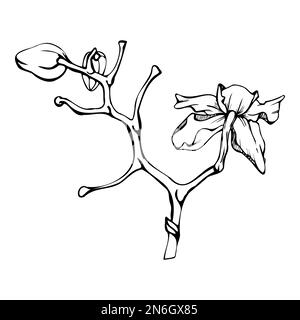 Inchiostro vettoriale a mano fiori orchidee, steli, foglie, monocromatico, contorno dettagliato. Composizione con rami. Isolato su sfondo bianco. Progettazione per Illustrazione Vettoriale