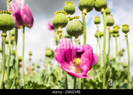 Fiore di papavero di oppio rosa, chiamato anche papaveri di semi di pane, visto dal basso Foto Stock