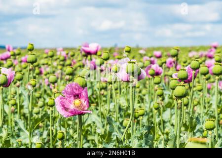 Campo di papavero di oppio rosa, chiamato anche papaveri di semi di pane, in un nuvoloso pomeriggio primaverile Foto Stock