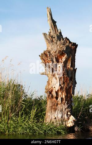 Albero di legno di Deadwood sulla riva, Peene Valley River Landscape Nature Park, Meclemburgo-Pomerania occidentale, Germania Foto Stock