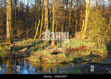 La foresta di conifere allagata in primavera nel Parco naturale del paesaggio del fiume Peene Valley, Meclemburgo-Pomerania occidentale, Germania Foto Stock